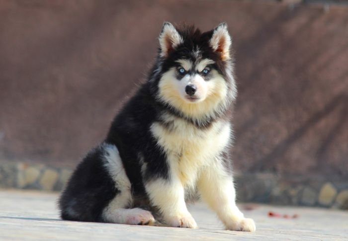 DogsIndia.com - Siberian Husky - Dr. Taranath