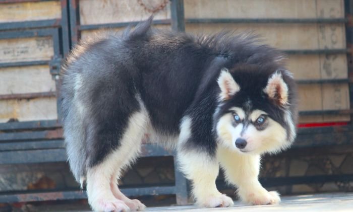 DogsIndia.com - Siberian Husky - Dr. Taranath