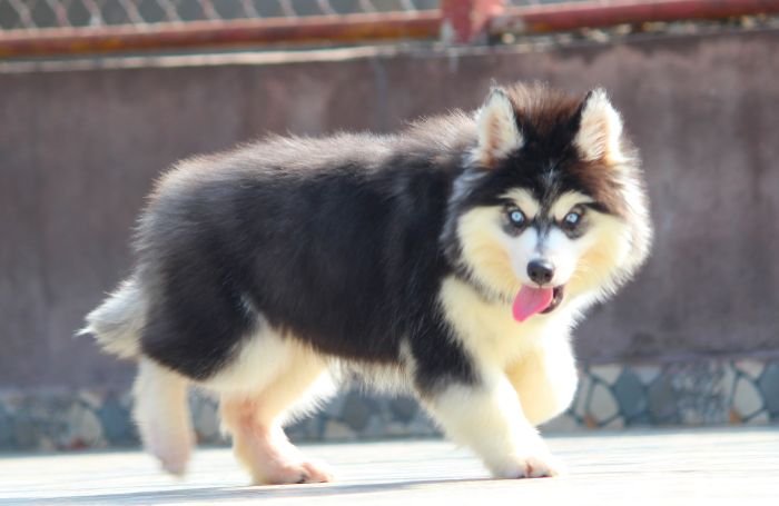 DogsIndia.com - Siberian Husky - Dr. Taranath