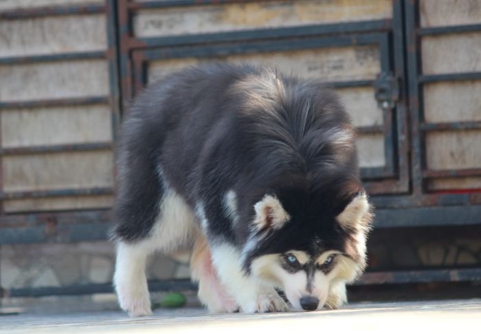 DogsIndia.com - Siberian Husky - Dr. Taranath