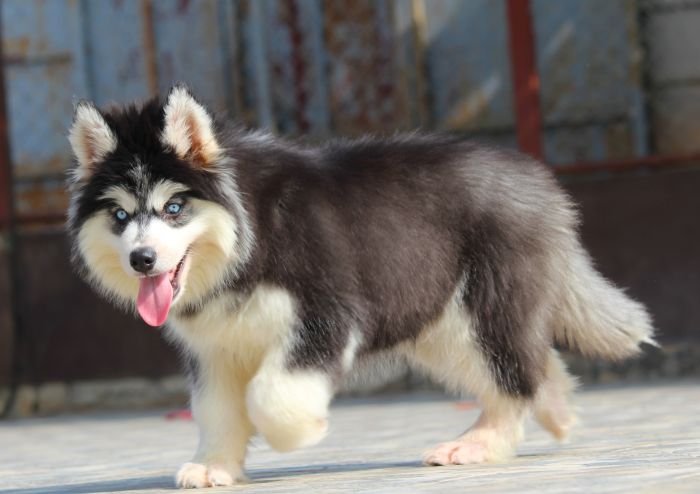 DogsIndia.com - Siberian Husky - Dr. Taranath