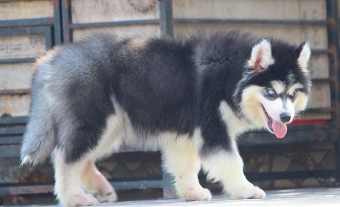 DogsIndia.com - Siberian Husky - Dr. Taranath
