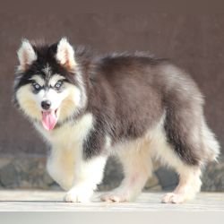 DogsIndia.com - Siberian Husky - Dr. Taranath