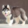 DogsIndia.com - Siberian Husky - Dr. Taranath