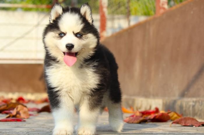 DogsIndia.com  Siberian Husky  Dr. Taranath