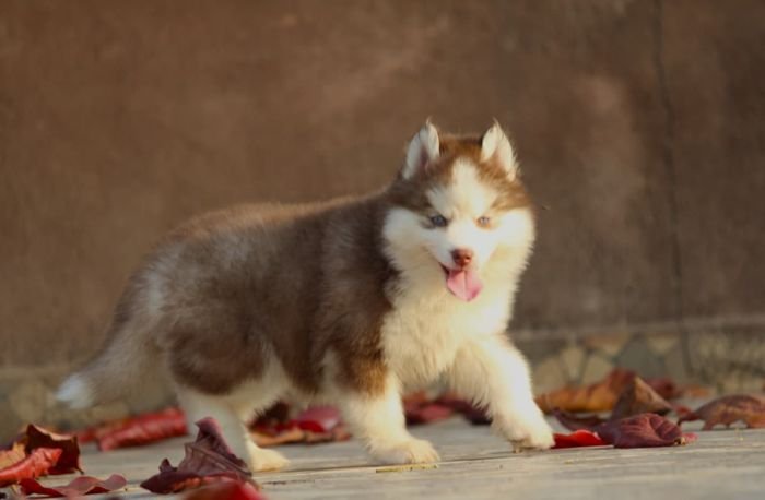 DogsIndia.com  Siberian Husky  Dr. Taranath