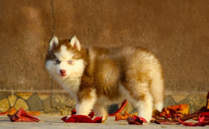 DogsIndia.com  Siberian Husky  Dr. Taranath