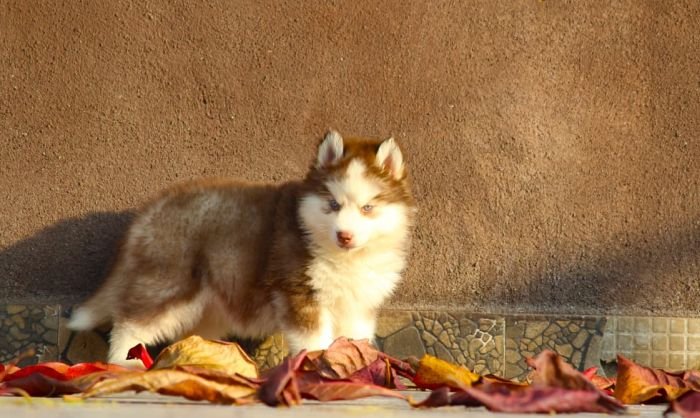 DogsIndia.com  Siberian Husky  Dr. Taranath