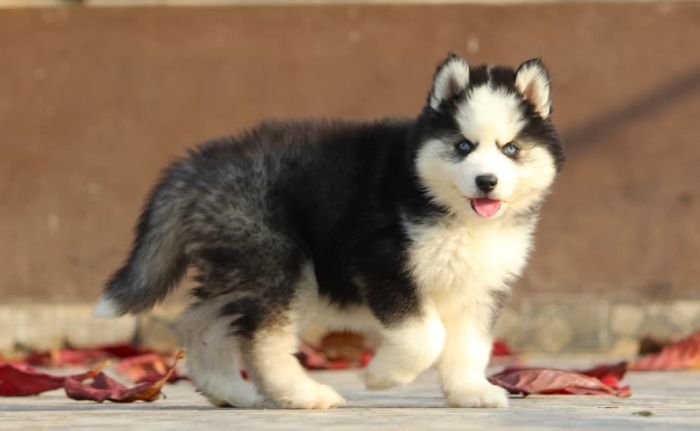 DogsIndia.com  Siberian Husky  Dr. Taranath