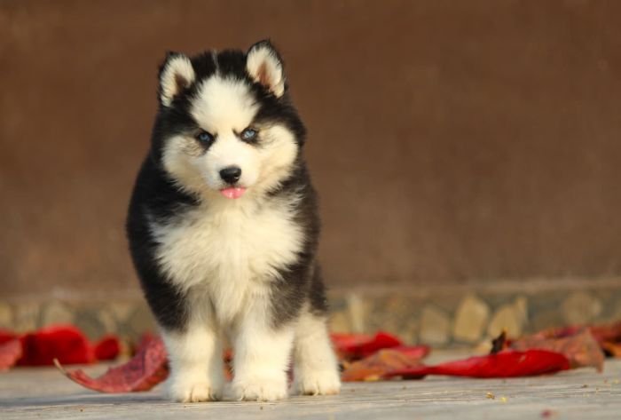 DogsIndia.com  Siberian Husky  Dr. Taranath