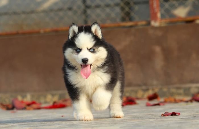 DogsIndia.com  Siberian Husky  Dr. Taranath