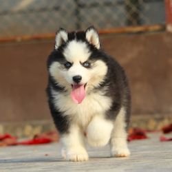 DogsIndia.com  Siberian Husky  Dr. Taranath