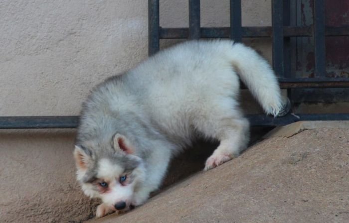 DogsIndia.com  Siberian Husky  Dr. Taranath