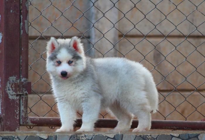 DogsIndia.com  Siberian Husky  Dr. Taranath