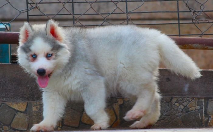 DogsIndia.com  Siberian Husky  Dr. Taranath