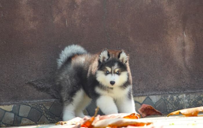 DogsIndia.com - Siberian Husky - Dr. Taranath