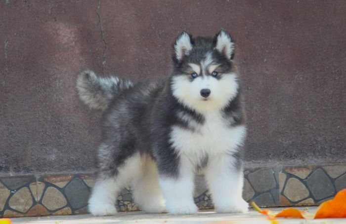 DogsIndia.com - Siberian Husky - Dr. Taranath