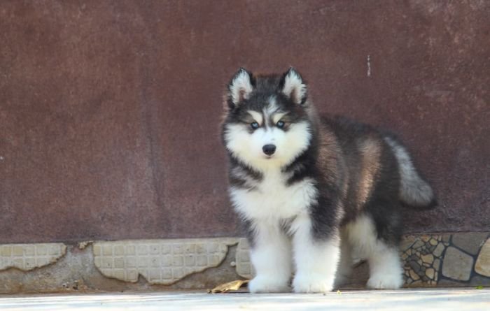 DogsIndia.com - Siberian Husky - Dr. Taranath