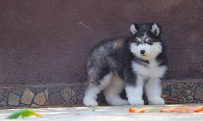 DogsIndia.com - Siberian Husky - Dr. Taranath