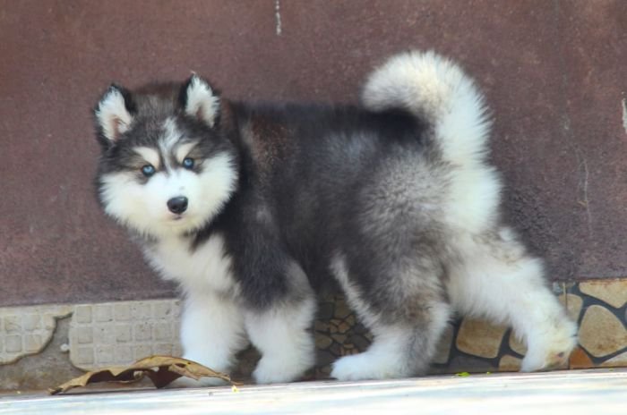 DogsIndia.com - Siberian Husky - Dr. Taranath