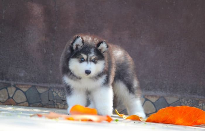 DogsIndia.com - Siberian Husky - Dr. Taranath