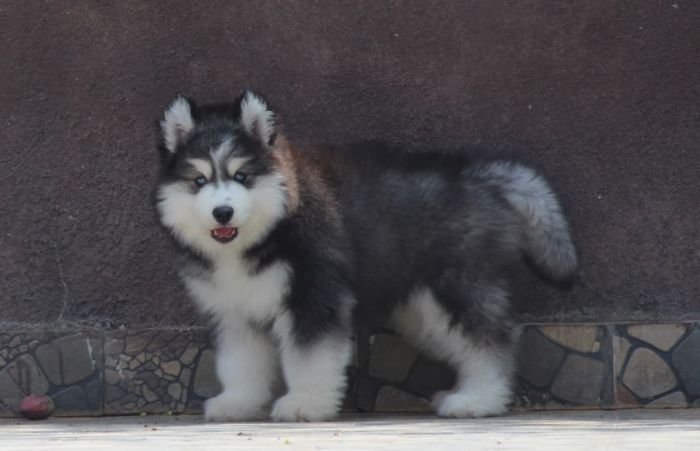 DogsIndia.com - Siberian Husky - Dr. Taranath