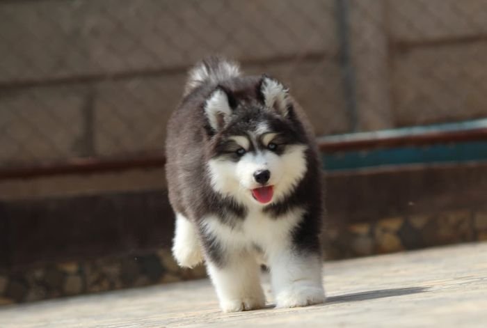 DogsIndia.com - Siberian Husky - Dr. Taranath