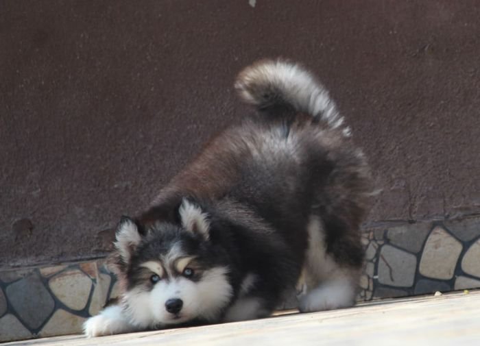 DogsIndia.com - Siberian Husky - Dr. Taranath