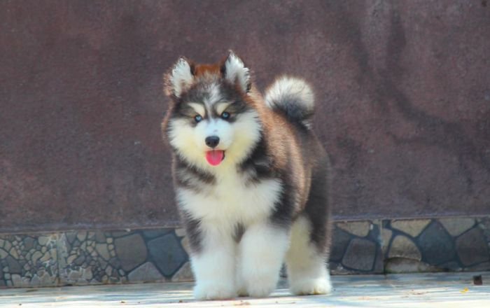 DogsIndia.com - Siberian Husky - Dr. Taranath