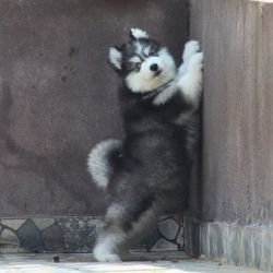 DogsIndia.com - Siberian Husky - Dr. Taranath