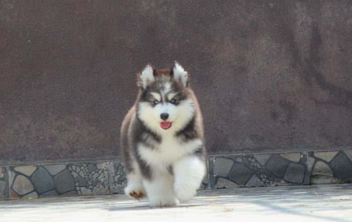 DogsIndia.com - Siberian Husky - Dr. Taranath
