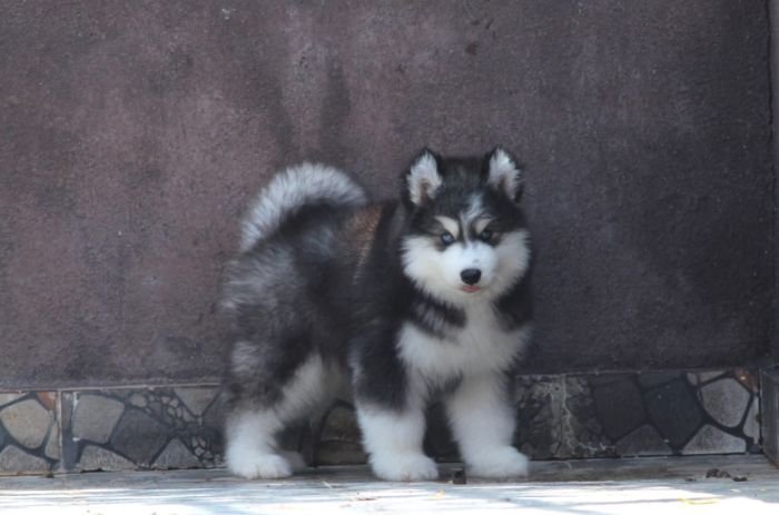 DogsIndia.com - Siberian Husky - Dr. Taranath