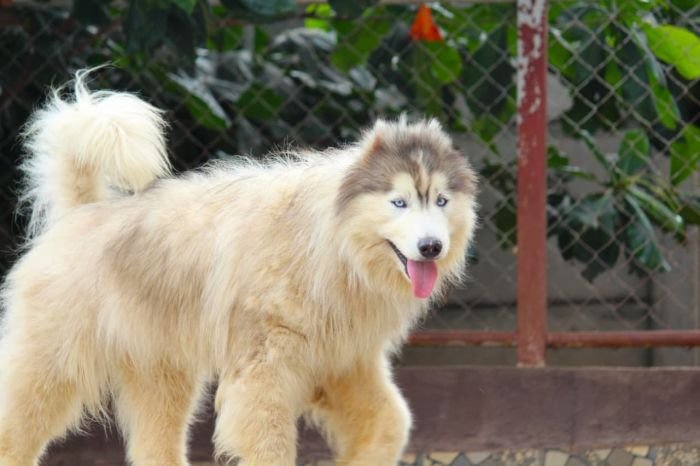 DogsIndia.com - Siberian Husky - Dr. Taranath