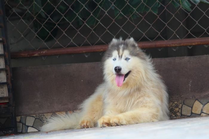 DogsIndia.com - Siberian Husky - Dr. Taranath