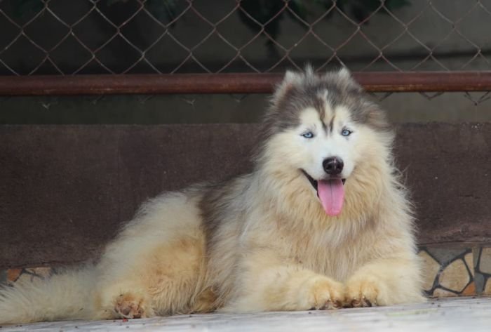 DogsIndia.com - Siberian Husky - Dr. Taranath