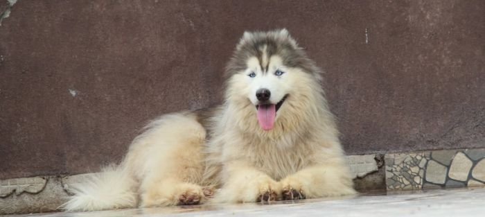 DogsIndia.com - Siberian Husky - Dr. Taranath