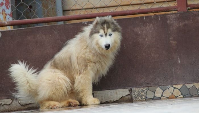 DogsIndia.com - Siberian Husky - Dr. Taranath