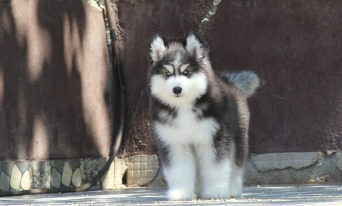 DogsIndia.com - Siberian Husky - Dr. Taranath