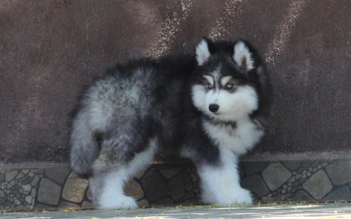 DogsIndia.com - Siberian Husky - Dr. Taranath