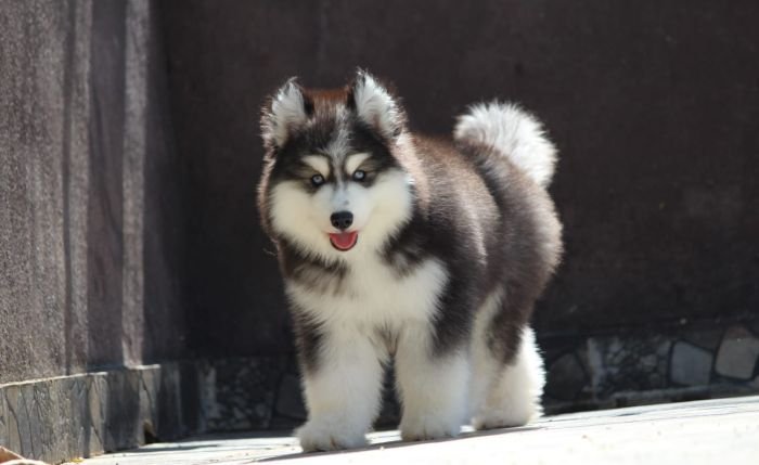 DogsIndia.com - Siberian Husky - Dr. Taranath