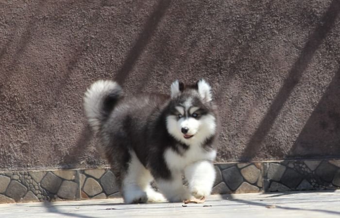DogsIndia.com - Siberian Husky - Dr. Taranath