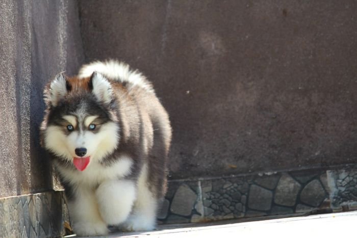 DogsIndia.com - Siberian Husky - Dr. Taranath