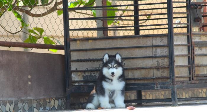 DogsIndia.com - Siberian Husky - Dr. Taranath