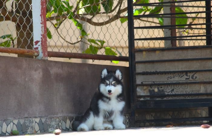 DogsIndia.com - Siberian Husky - Dr. Taranath