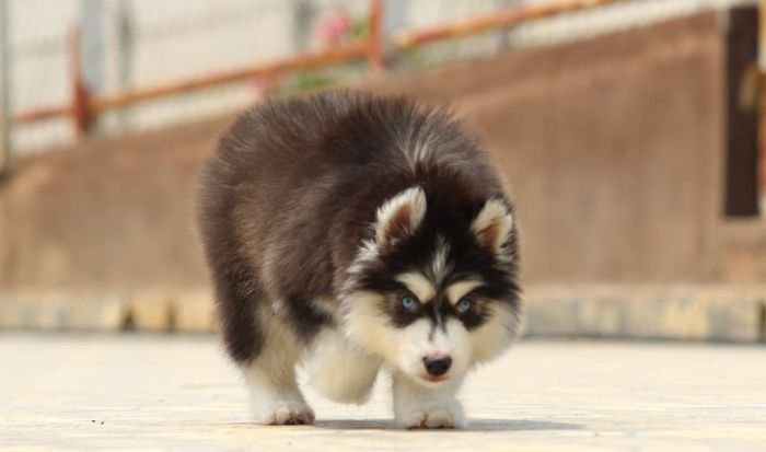 DogsIndia.com - Siberian Husky - Dr. Taranath