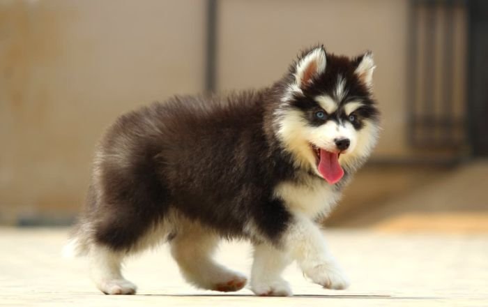 DogsIndia.com - Siberian Husky - Dr. Taranath