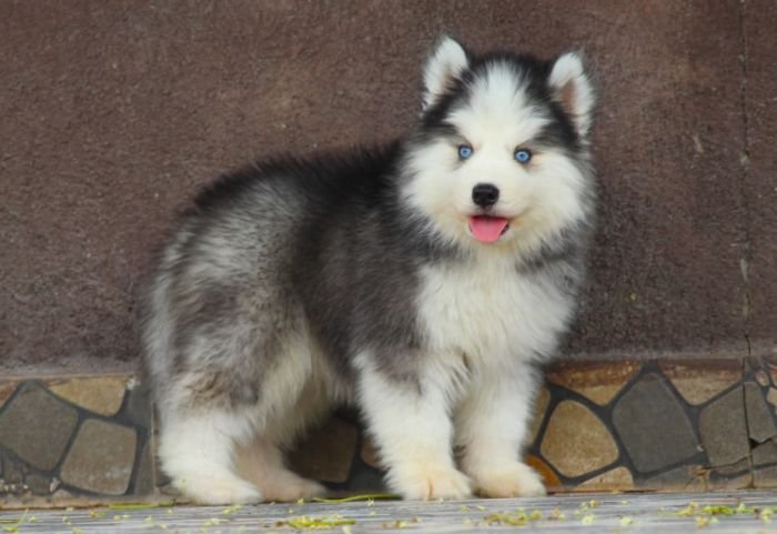 DogsIndia.com - Siberian Husky - Dr. Taranath