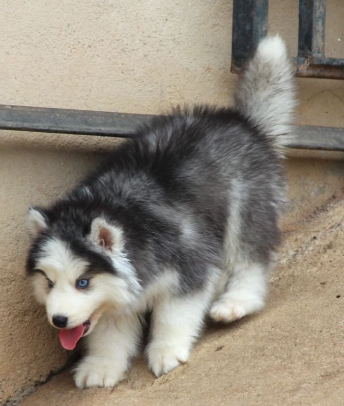 DogsIndia.com - Siberian Husky - Dr. Taranath