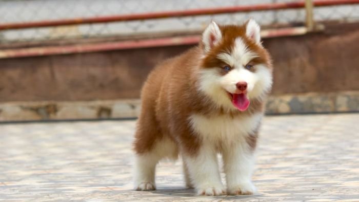 DogsIndia.com - Siberian Husky - Dr. Taranath