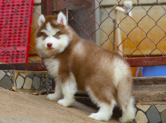 DogsIndia.com - Siberian Husky - Dr. Taranath